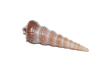 Beyaz bir arka plan üzerinde izole fotoğraf seashell
