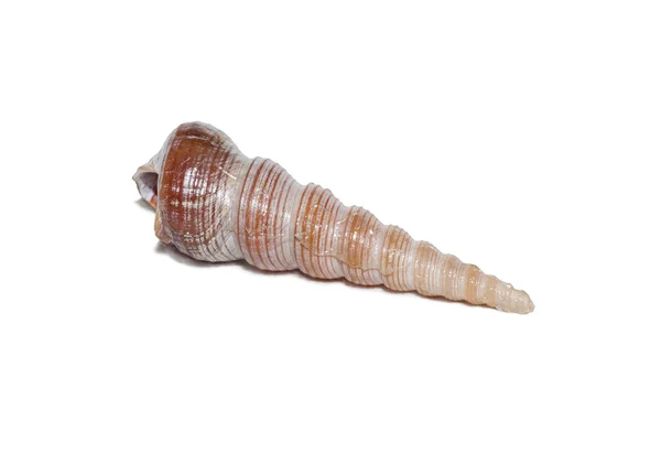 Beyaz bir arka plan üzerinde izole fotoğraf seashell — Stok fotoğraf