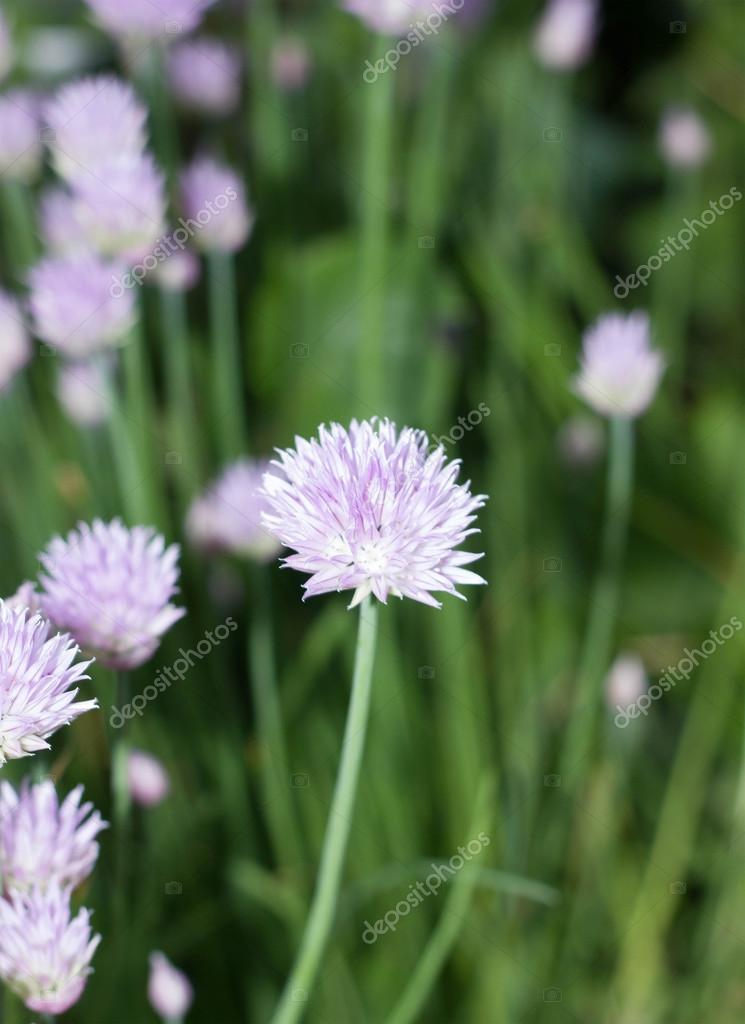 vilda blommor bilder