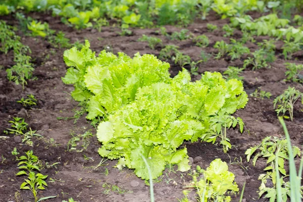 Bahçedeki yaprakları yetiştirilen marul