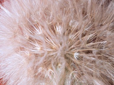 yakın çekim, yakın çekim, doku kara hindiba tohumu