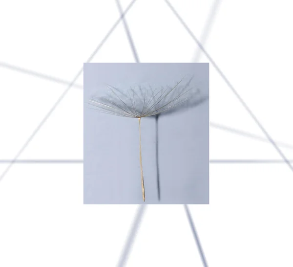 karahindiba tohum yakın-up, makro