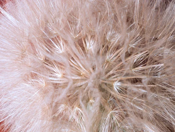 yakın çekim, yakın çekim, doku kara hindiba tohumu