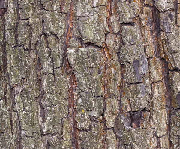 Struttura della corteccia dell'albero — Foto Stock