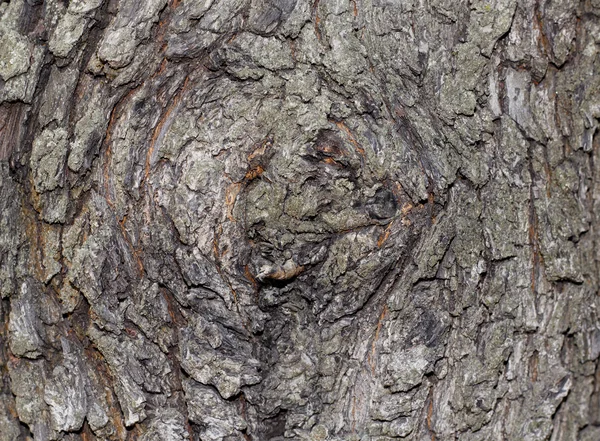 Ağaç kabuğu dokusu