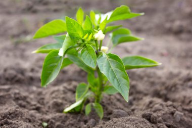 Young shoots of pepper growing in the garden in spring