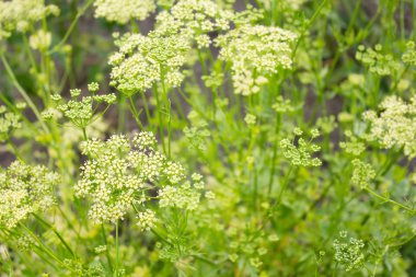 inflorescence seeds of parsley in the garden in spring