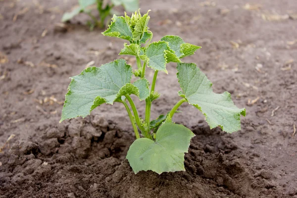 Salatalık baharda bir bahçede büyüyen genç sürgünler