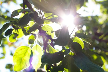a ray of sunlight shines through the trees