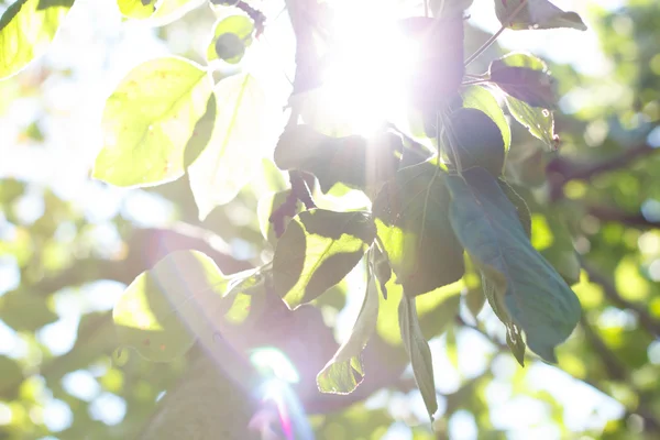a ray of sunlight shines through the trees