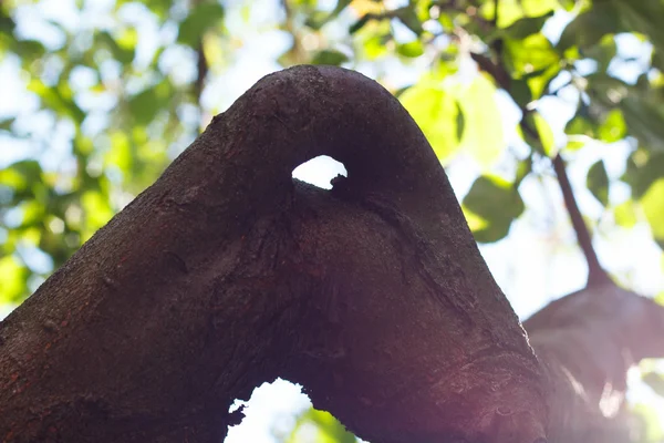 bir ağaç şeklinde büyüme bir halka, güneşli havalarda