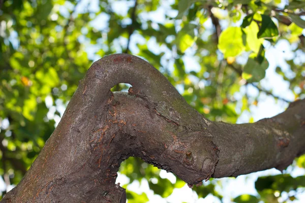 Crescita su un albero a forma di anello, tempo soleggiato — Foto Stock