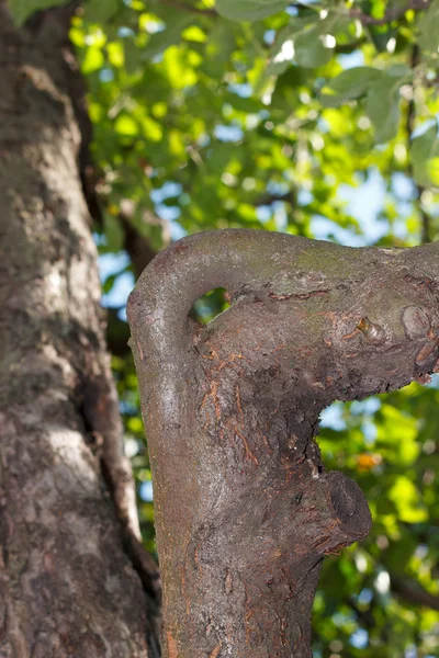 Crescita su un albero a forma di anello, tempo soleggiato — Foto Stock