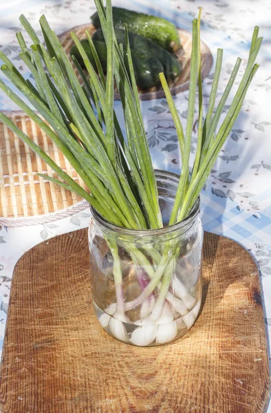 Jonge groene uien in de pot met water Rechtenvrije Stockfoto's