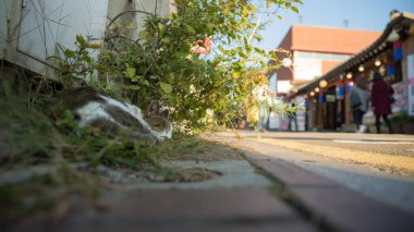 Güney Kore, Seul 'de uyuyan sokak kedisi