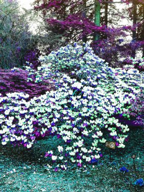 Çiçeklerle dolu bir ağaç, beyaz, mavi ve mor