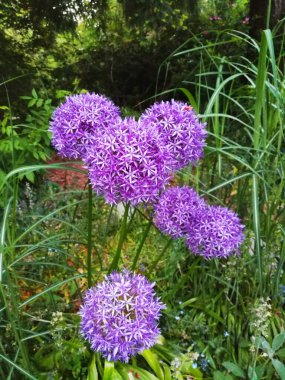 Çiçek açmış mor top çiçeği.