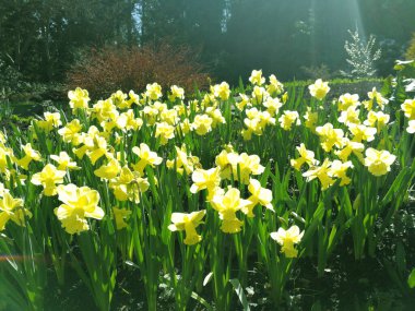 Sarı nergisler güneşte çiçek açıyor