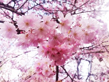  Baharda güzel kiraz çiçekleri