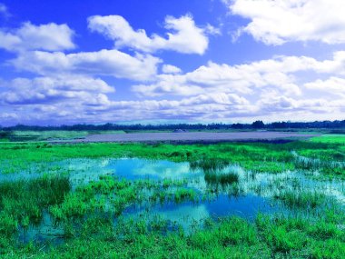 Mavi gökyüzü, beyaz bulutlar ve bataklık otları