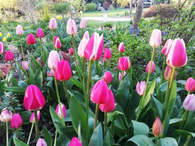 Baharda güzel laleler