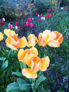 Baharda güzel laleler