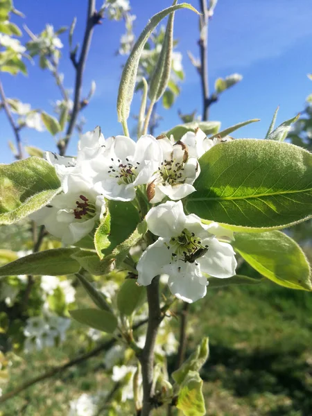 Flor Pêra Branca Primavera — Fotografia de Stock