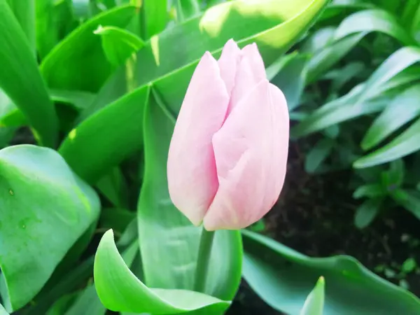 Piękne Tulipany Wiosną — Zdjęcie stockowe