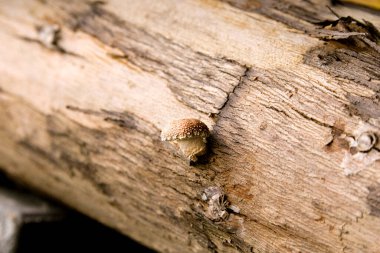 Tahta odunlarda yetişen Shiitake mantarları. Bu organik shiitake mantarları için bir tarım üretim tekniği.