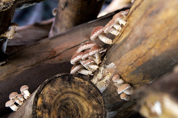 Shiitake mushrooms growing on wooden logs. This is an agricultural production tecnic for organic shiitake mushrooms