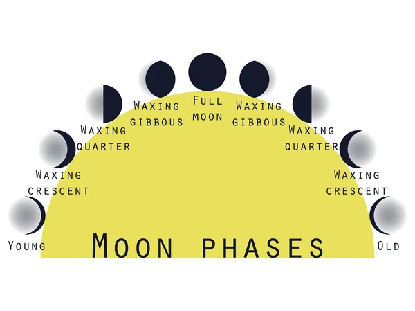 Las fases de la luna. Fase lunar. Etapas lunares. Ilustración vectorial . — Vector de stock