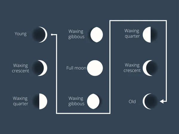 Οι φάσεις της Σελήνης. Ολόκληρο τον κύκλο από Νέα Σελήνη έως πλήρη. Vector εικονογράφηση. — Διανυσματικό Αρχείο