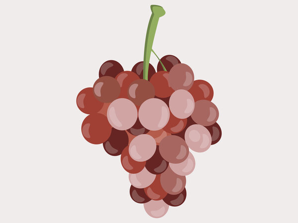 Grapes. Bunches of grapes. Vector illustration.