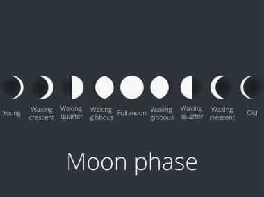 The phases of the moon. The whole cycle from new moon to full. Vector illustration. clipart