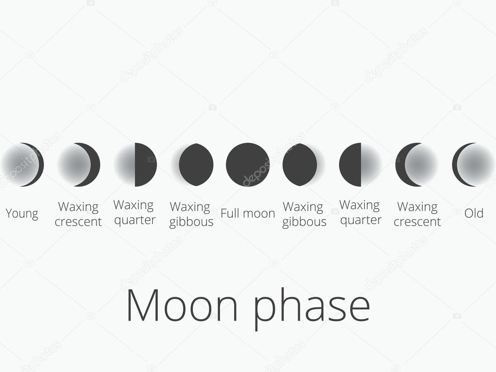 The phases of the moon. The whole cycle from new moon to full. Vector illustration.