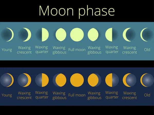 As fases da lua. Todo o ciclo, da lua nova à cheia. Ilustração vetorial . — Vetor de Stock