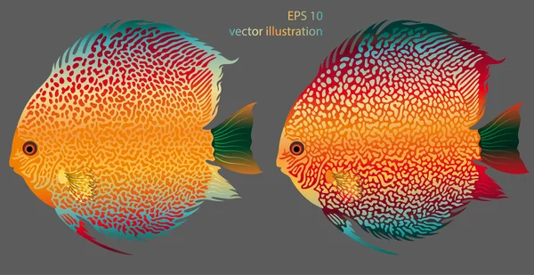 Akvaryum balıkları discus