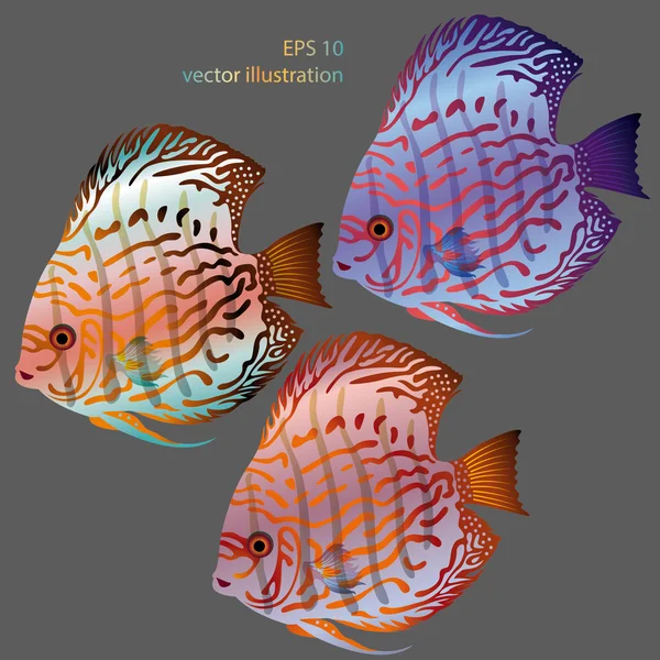Akvaryum balıkları discus