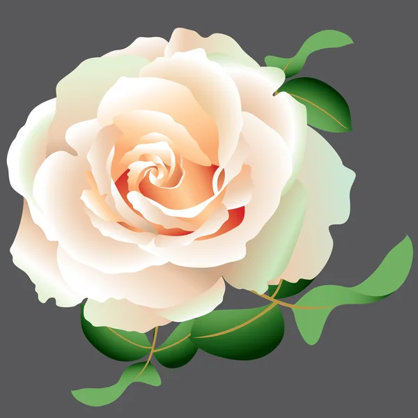 Vector rosa blanca — Vector de stock