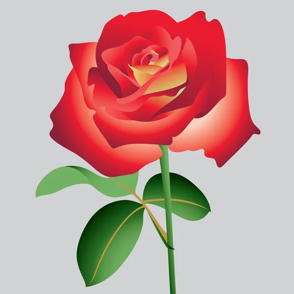 ベクトル赤いバラ — ストックベクタ