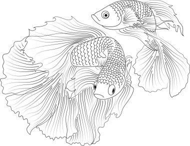 Akvaryum balıkları siyah