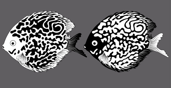 Рыбы аквариума чёрного цвета
