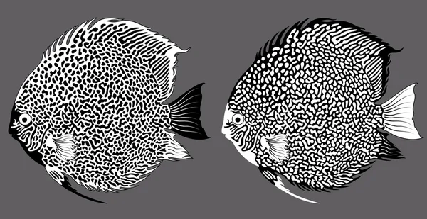 Akvaryum balık discus siyah