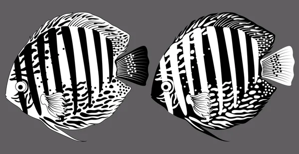 Aquarium vissen discus zwart — Stockvector