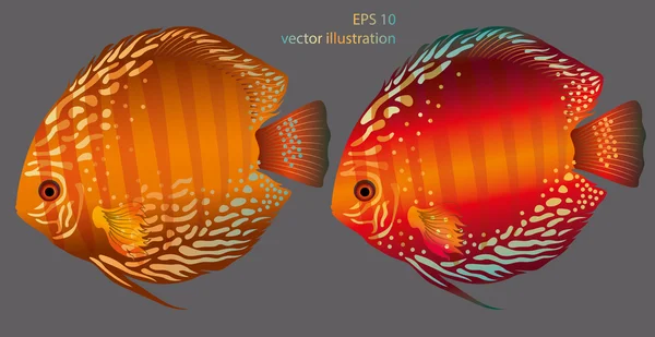 Discus Риби акваріумні — стоковий вектор