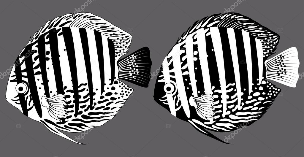 Aquarium fishes discus black