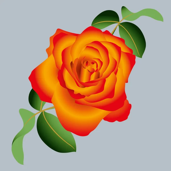 Διάνυσμα ροζ τριαντάφυλλο — Διανυσματικό Αρχείο