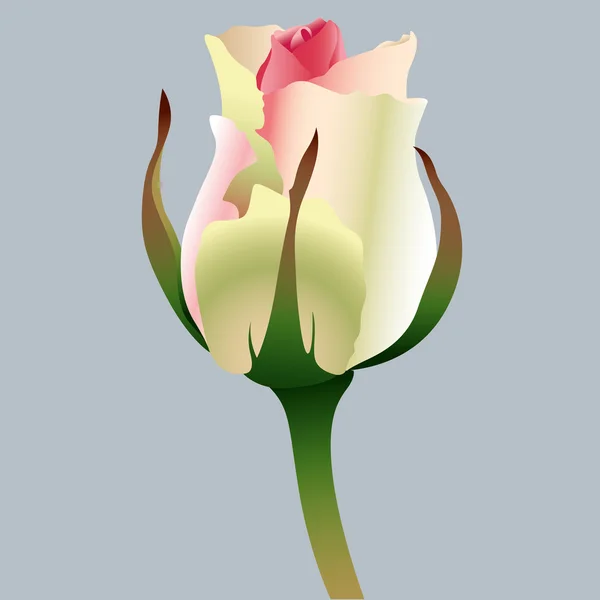 Διάνυσμα ροζ τριαντάφυλλο — Διανυσματικό Αρχείο