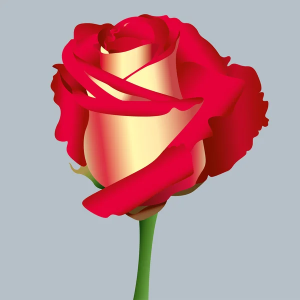 Vektor rote Rose — Stockvektor
