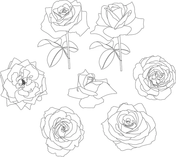 Linear roses set on white — Stock Vector